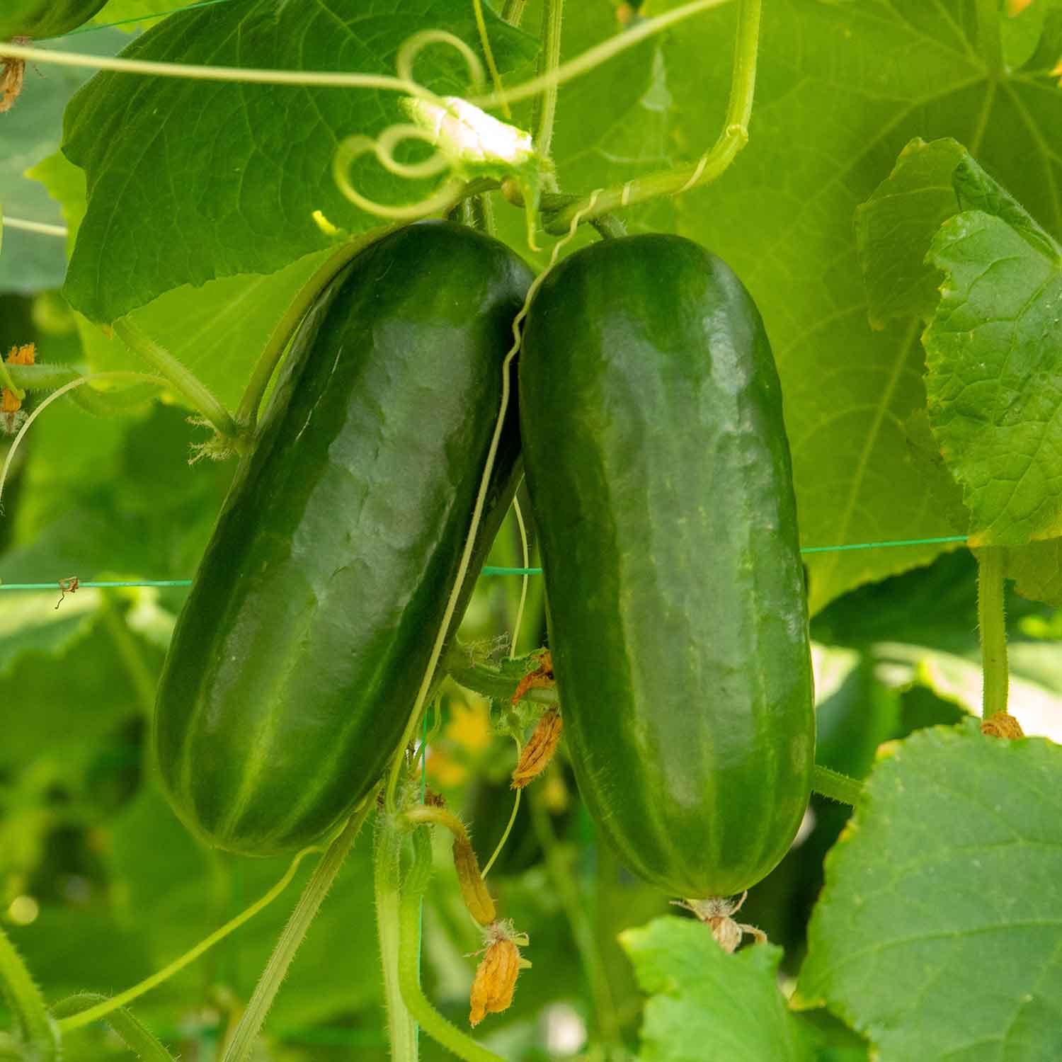 Cucumber 'party Time' - Self-fertile Snack Variety | 3 x Jumbo Plugs | Green