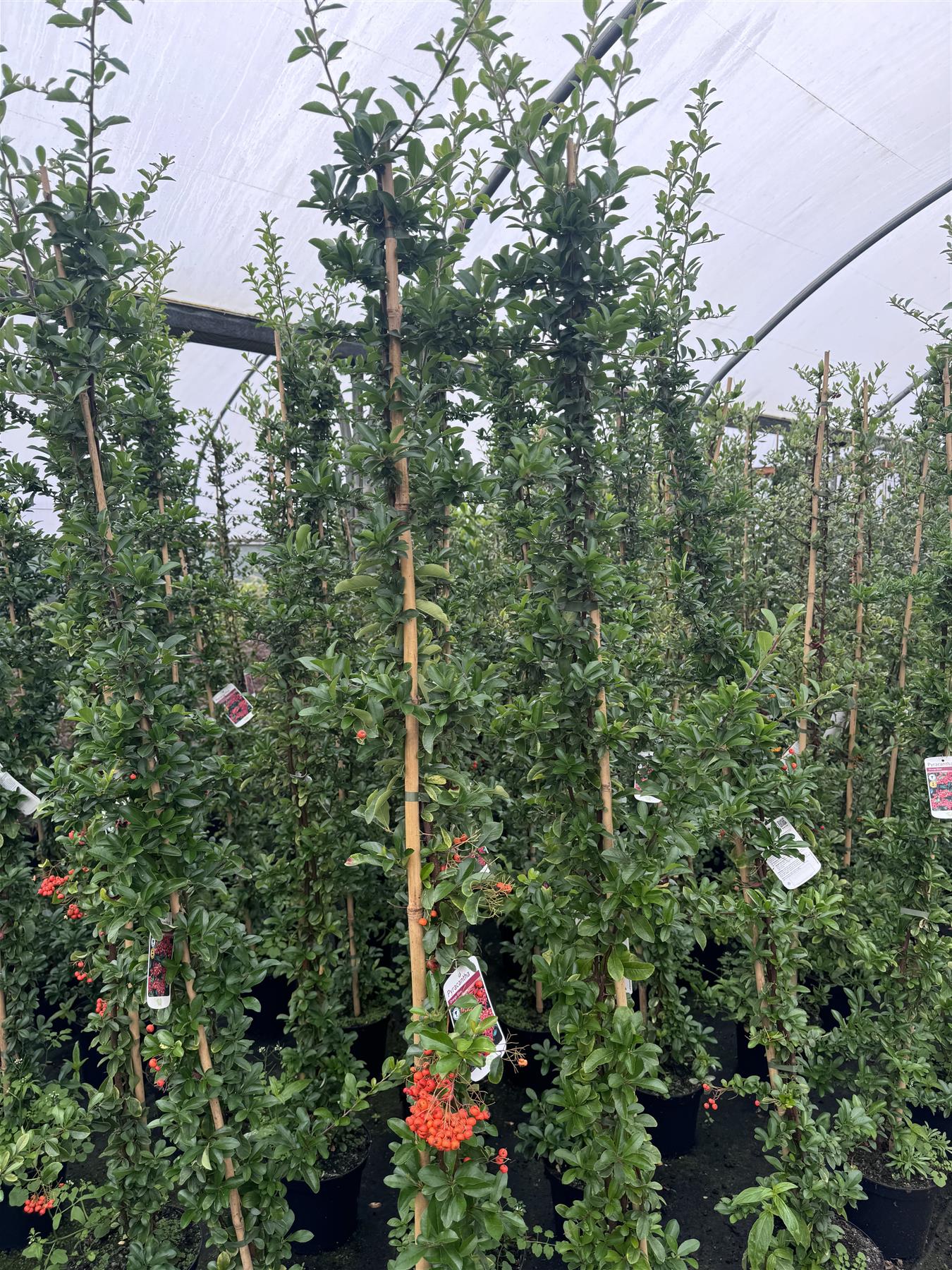 Direct Plants Pyracantha Mohave Red Evergreen Shrub 5-6ft Extra Large Plant Supplied In A 5 Litre Pot