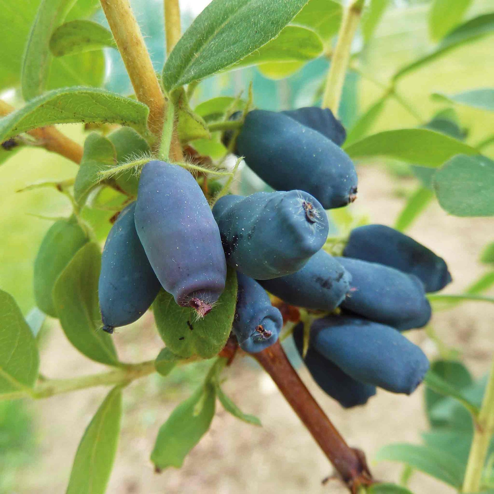 Honeyberry 'honeybee' Self-fertile Hardy Fruiting Shrub | 3 x 9cm