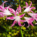 Amarine Garden Angels Collection - 3 x Bulbs (1 of each)