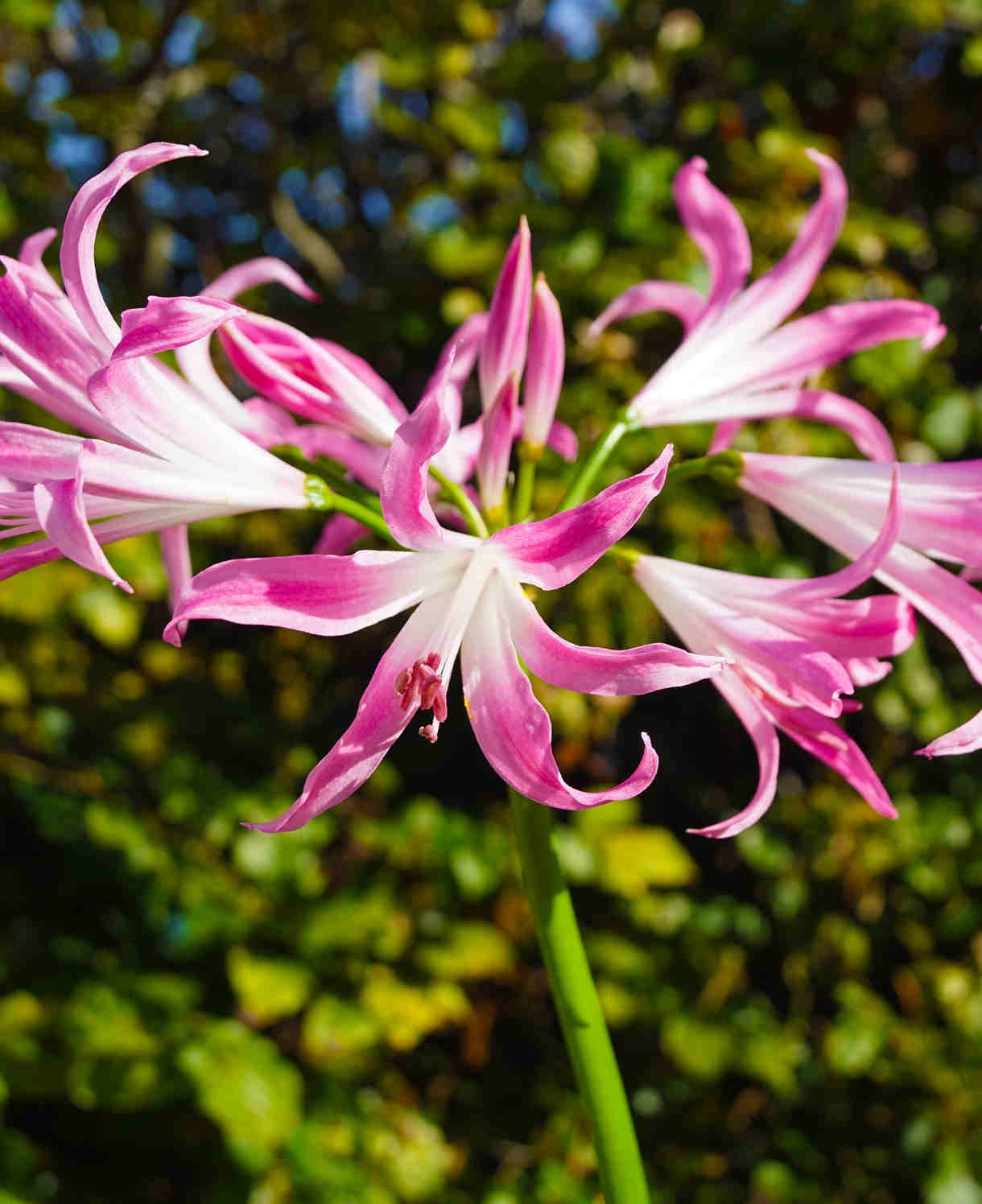 Amarine Garden Angels Collection - 3 x Bulbs (1 of each)