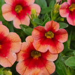 Hayloft Calibrachoa Collection - Mini Petunias, Set Of 5 Young Plants