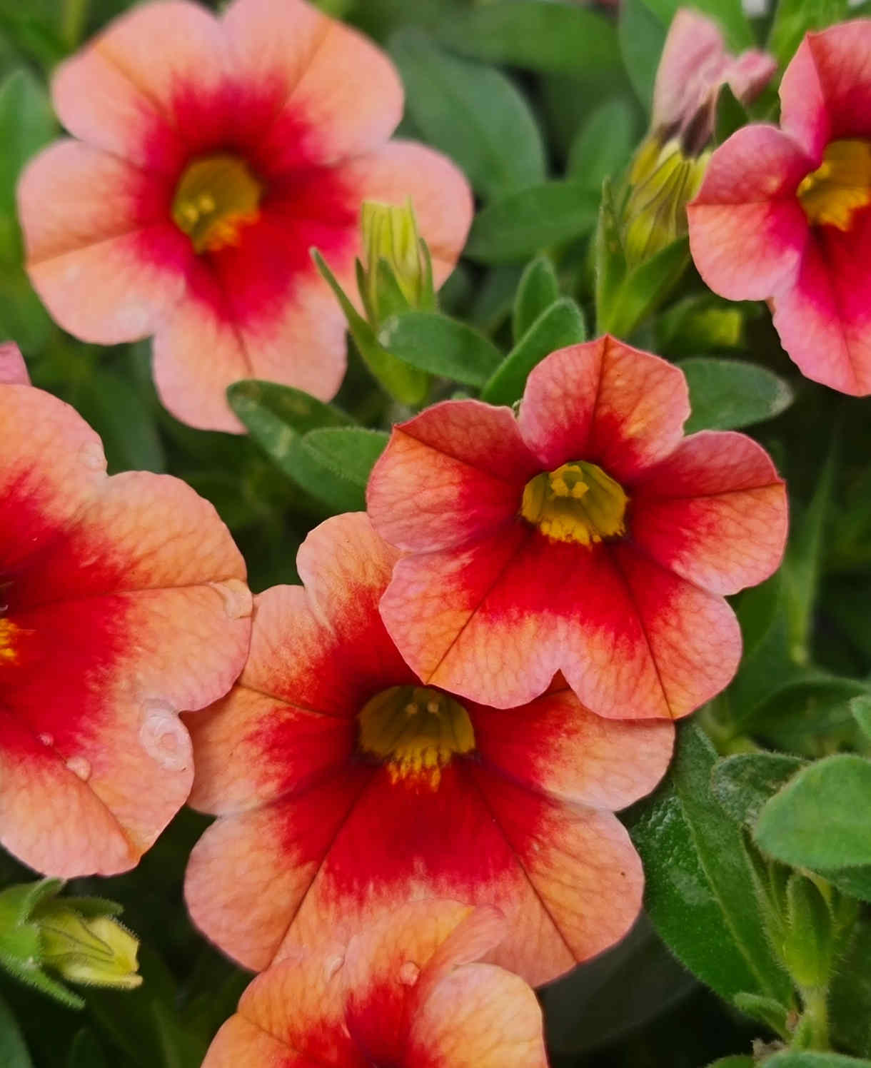 Hayloft Calibrachoa Collection - Mini Petunias, Set Of 5 Young Plants