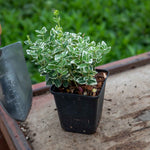 Euonymus Fortunei 'emerald Gaiety' Variegated Evergreen Groundcover | 1 x 3L | Green & White