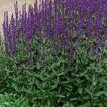 Salvia Nemorosa 'caradonna' Hardy Perennial | 12 x Jumbo Plugs | Multi