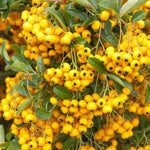 Pyrancantha Sunny Star - 1 X 9cm Pot