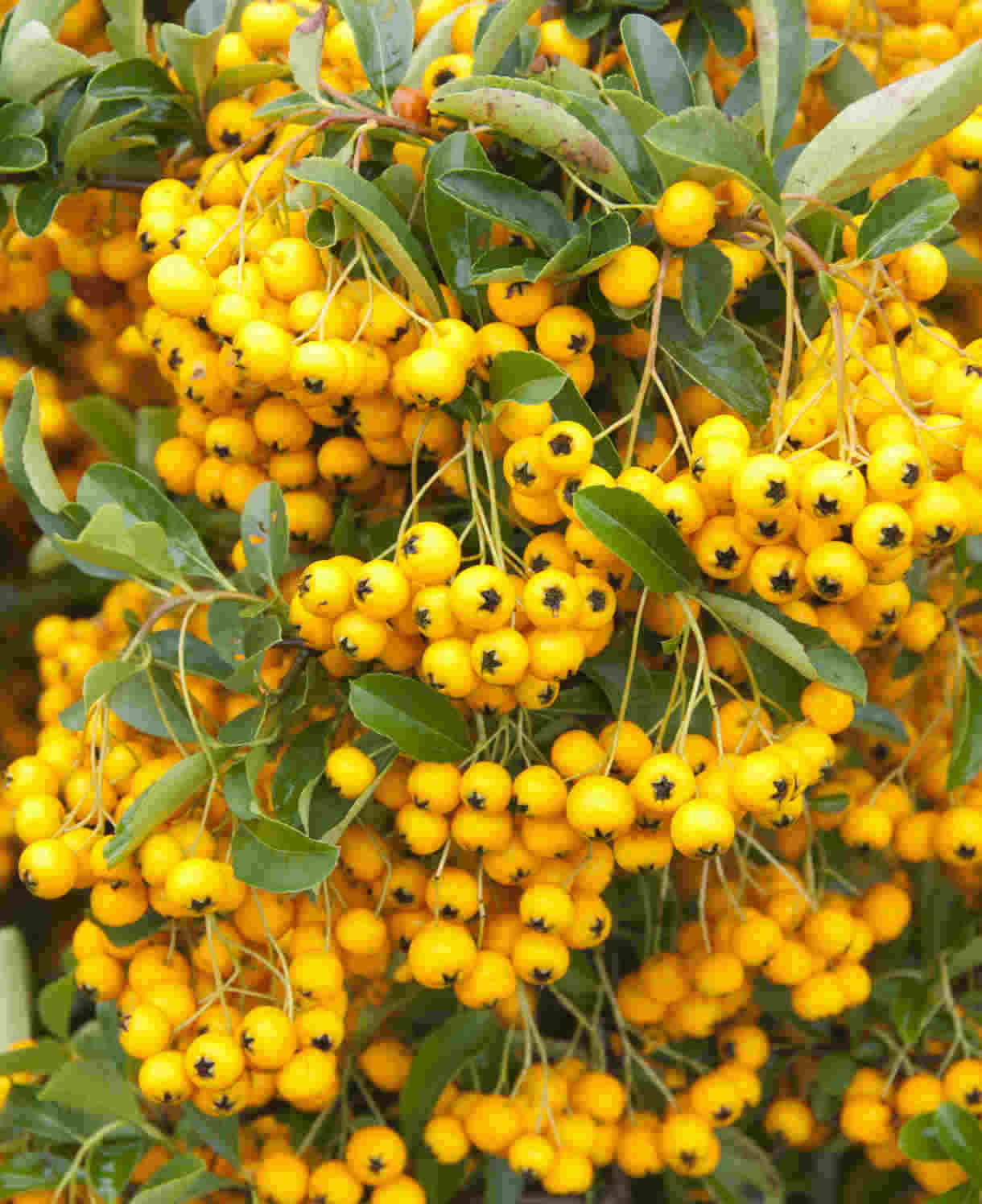 Pyrancantha Sunny Star - 1 X 9cm Pot