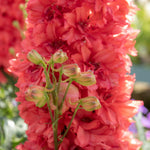 Delphinium 'red Lark' - Compact Salmon-red Spires | 1 x 2L