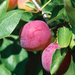 Patio Plum 'opal' - Fan-trained, Self-fertile | 1 x 2L | Purple