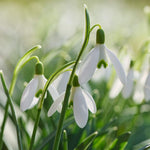 Snowdrop Giant Bulbs | 8 x Bulbs