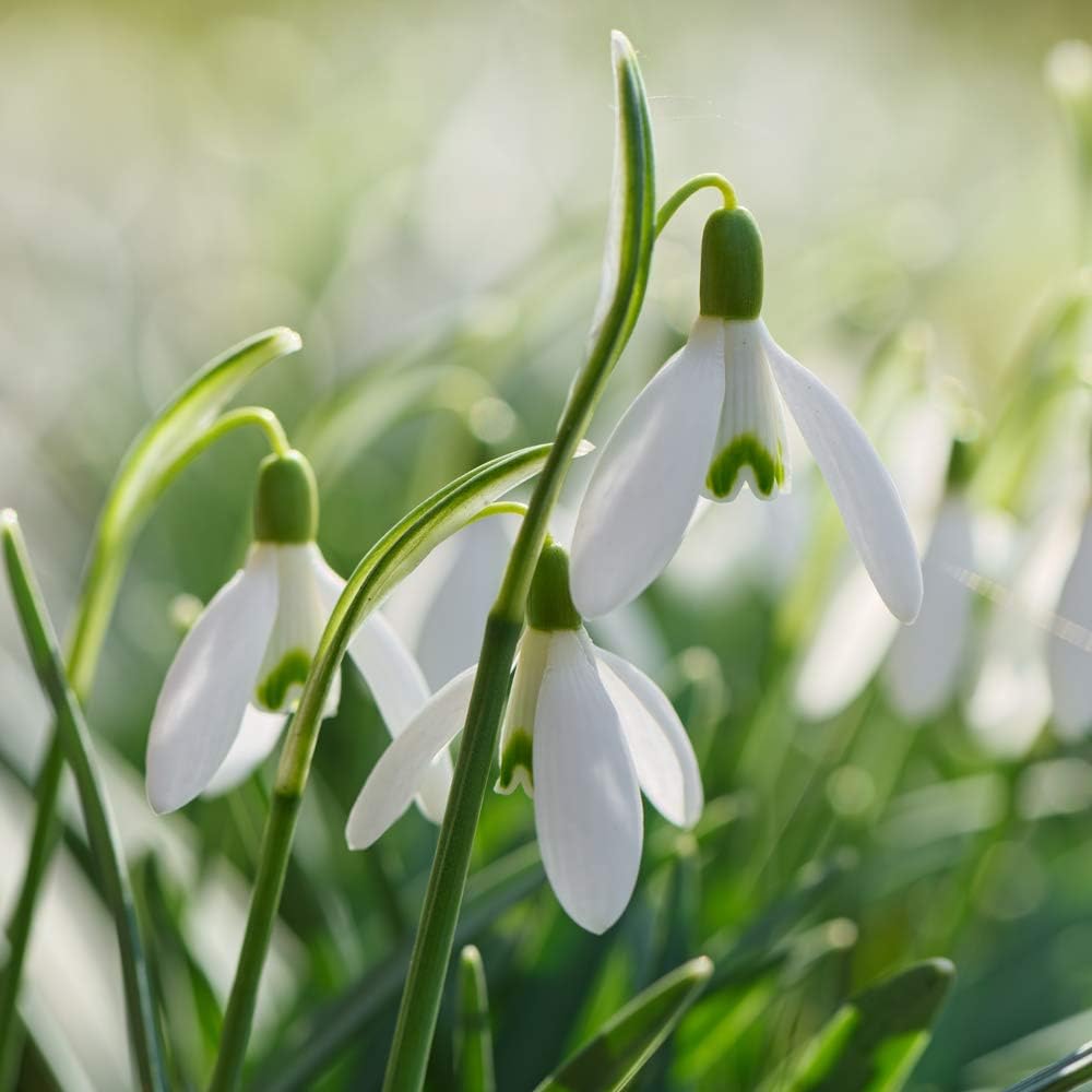Snowdrop Giant Bulbs | 8 x Bulbs