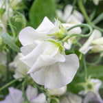 Sweet Pea 'romeo', Fragrant Flowers Seeds | 21 Seeds