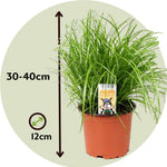 Cat Grass - 6 Pcs. - Cyperus Zumula - Height 30-40cm - ⌀12cm | Set of 6 | Green