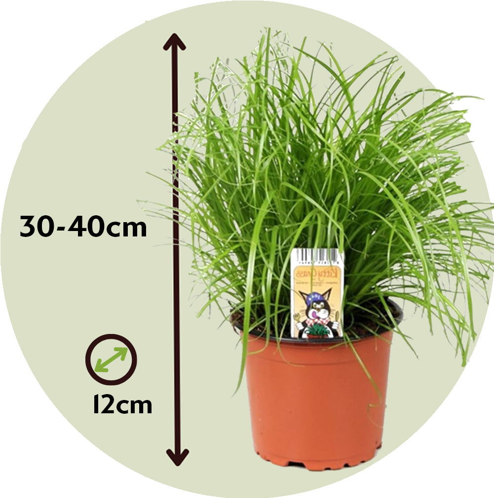 Cat Grass - 6 Pcs. - Cyperus Zumula - Height 30-40cm - ⌀12cm | Set of 6 | Green