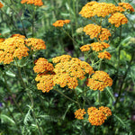 Achillea Millefolium 'terracotta' - 9cm Pots | 1 x 9cm | Orange