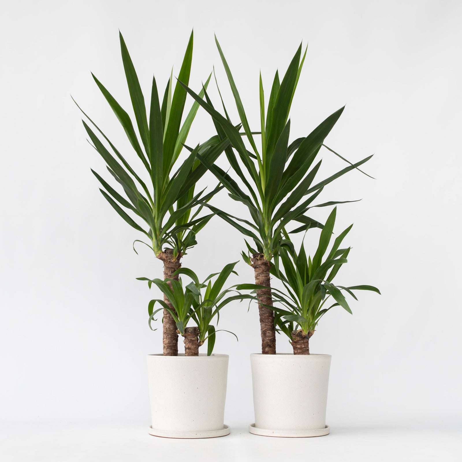 Common Yucca - 2 Pcs. - Yucca Elephantipes - Height 70-80cm - ⌀21cm | Set of 2 | Green