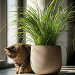 Cat Grass - 4 Pcs. - Cyperus Zumula - Height 30-40cm - ⌀12cm | Set of 4 | Green
