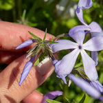 Phlox Plant Collection - 3 Varieties, Fragrant & Pollinator-friendly | 3 x Jumbo Plug Plants | Purple