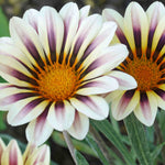 Hayloft Gazania Big Kiss Collection - Set Of 9 Young Plants