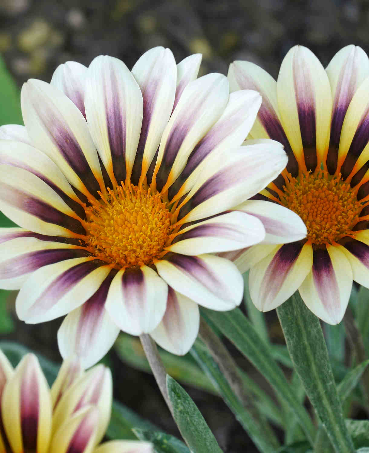 Hayloft Gazania Big Kiss Collection - Set Of 9 Young Plants