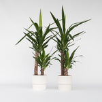 Common Yucca - 2 Pcs. - Yucca Elephantipes - Height 70-80cm - ⌀17cm | Set of 2 | Green