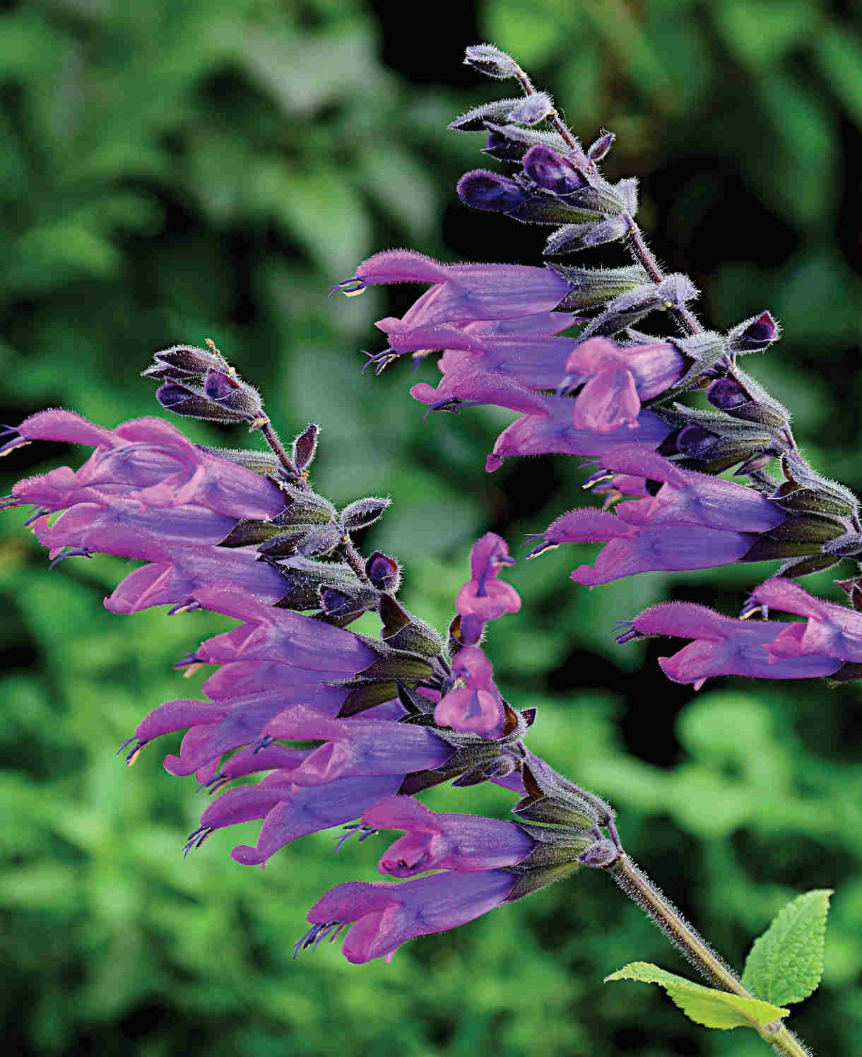 Salvia Select Mix - Young Plants | 12 x Plug Plants | Multi
