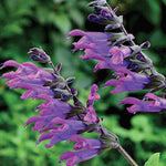 Salvia Select Mix - Young Plants | 12 x Plug Plants | Multi