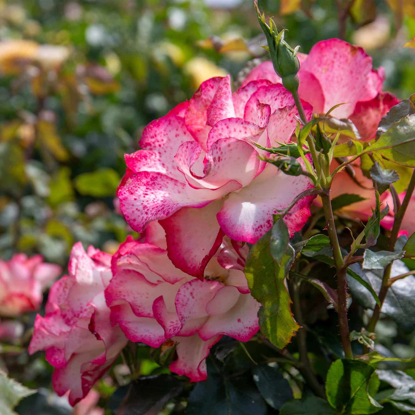 Rose 'birthday Girl' - Floribunda, Creamy Yellow With Red Edges | 1 x Bare Root