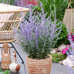 Hayloft Perovskia atriplicifolia 'Prime Time' - 9cm Pot