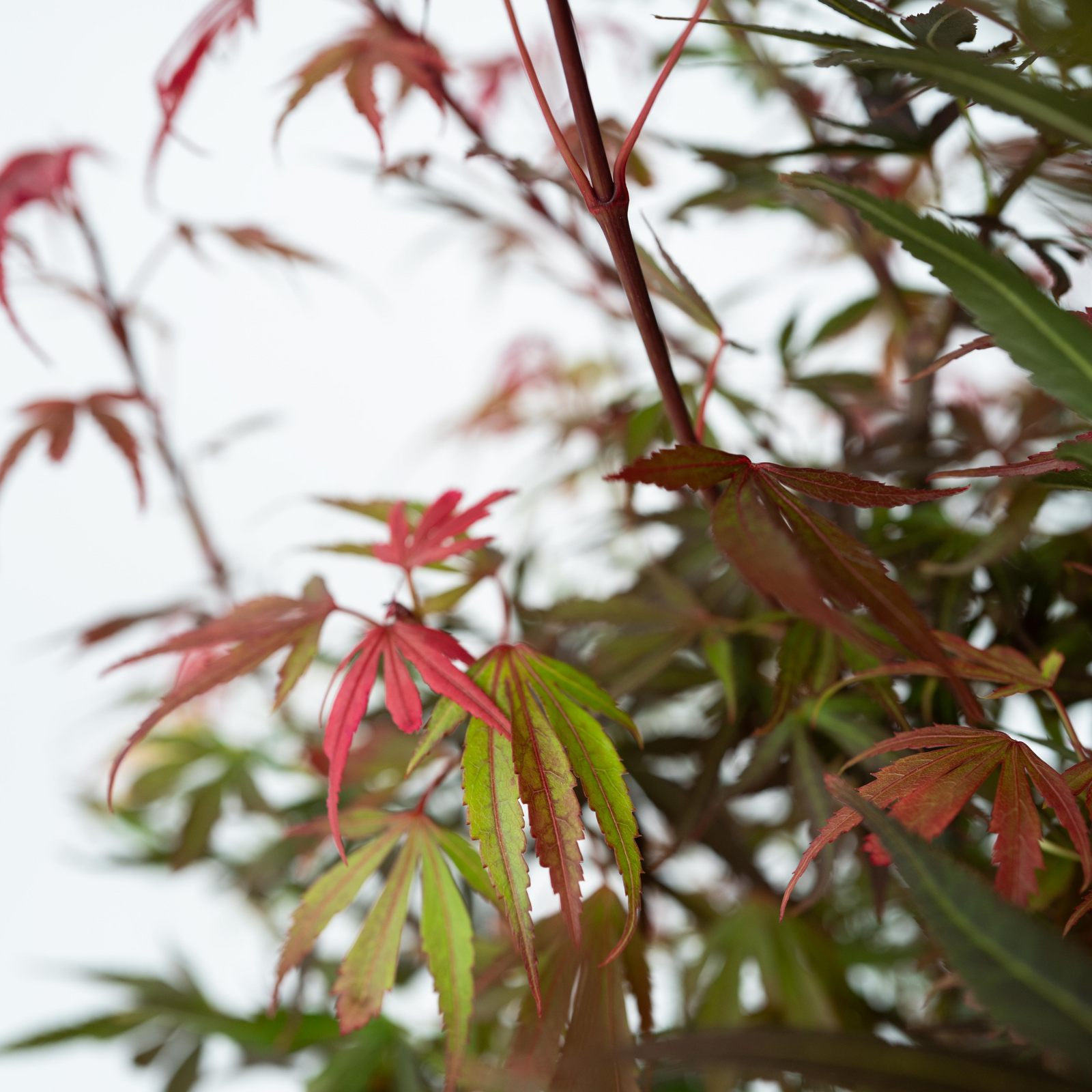 Japanese Maple - Acer Palmatum 'shaina' - Height 80-90cm - ⌀19cm | Set of 1 | Green