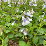 Symphytum Grandiflorum 'wisley Blue' - 9cm pots | 1 x 9cm | Blue