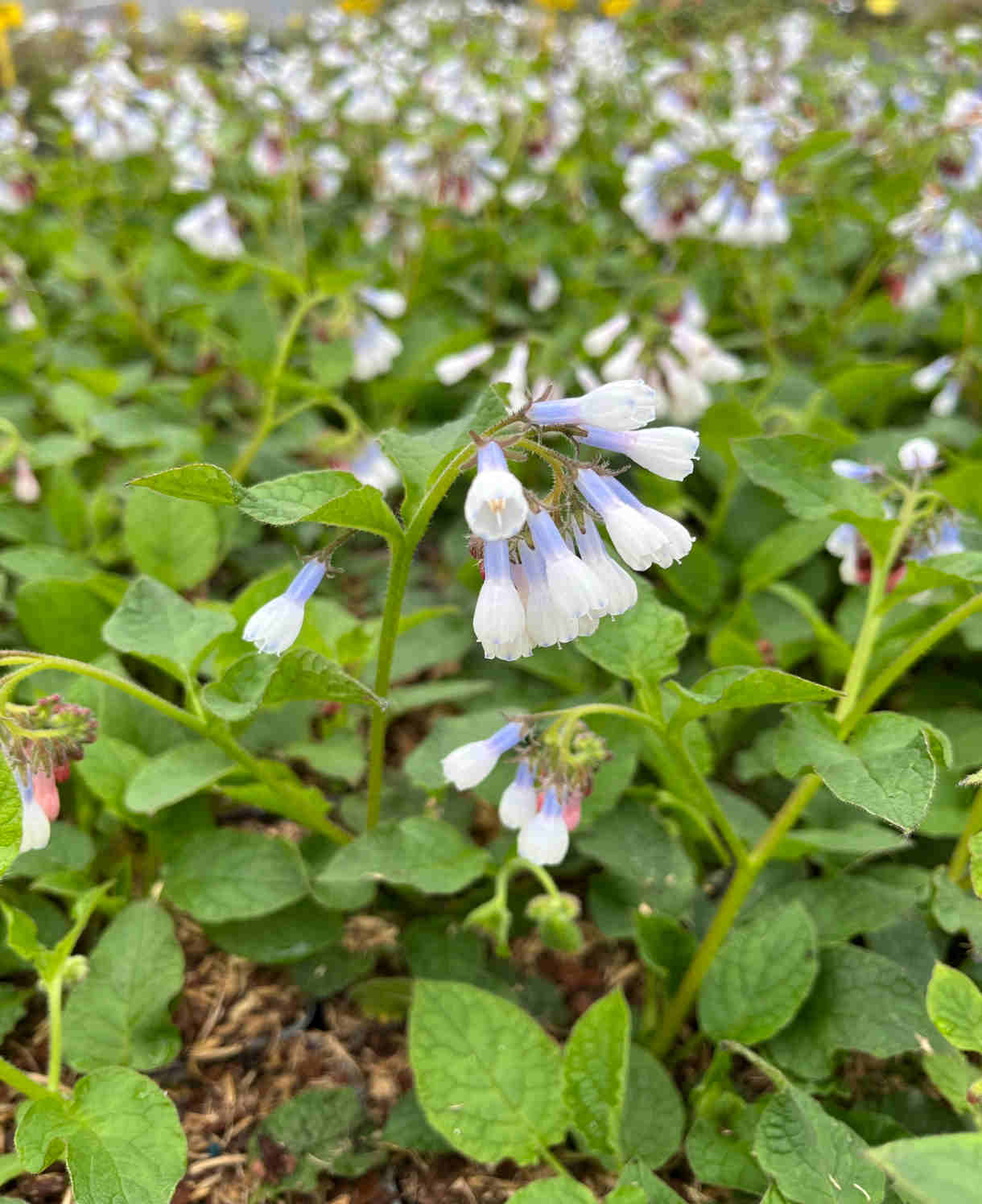 Symphytum Grandiflorum 'wisley Blue' - 9cm pots | 1 x 9cm | Blue