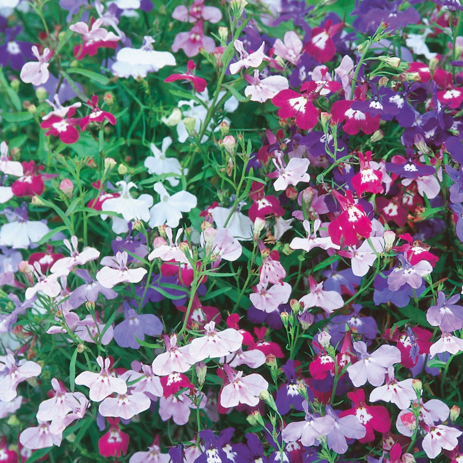Lobelia Long Flowering Mix Seeds | 1000 Seeds | Multi