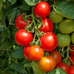 Cocktail Crush Tomato Seeds | Set of 10