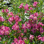 Alstroemeria 'summer Saint' Deep Mauve-pink Perennial | 6 x Jumbo Plugs | Pink