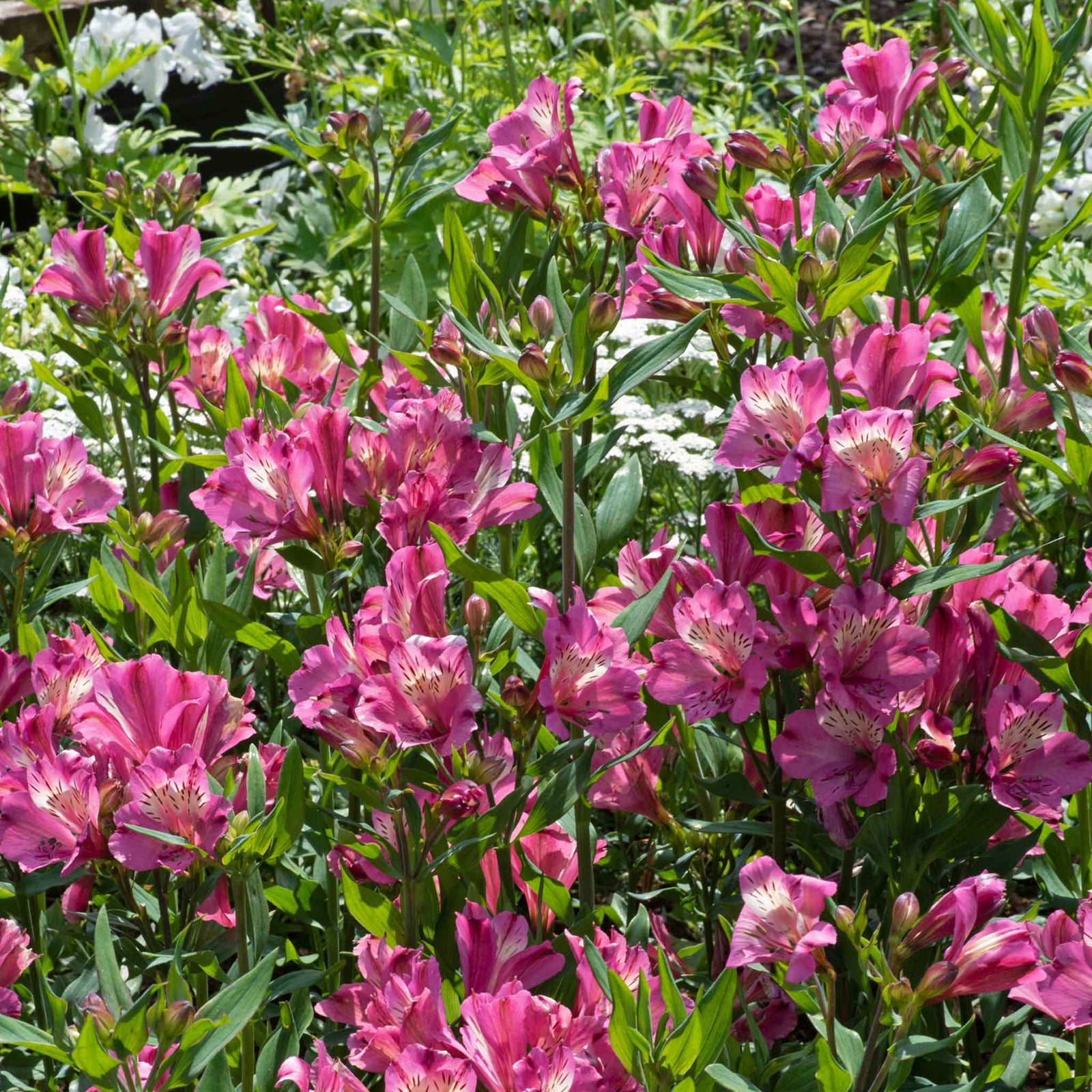Alstroemeria 'summer Saint' Deep Mauve-pink Perennial | 6 x Jumbo Plugs | Pink