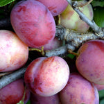 Plums Opal Fruit Tree 6ft Tall Supplied In A 12 Litre Pot