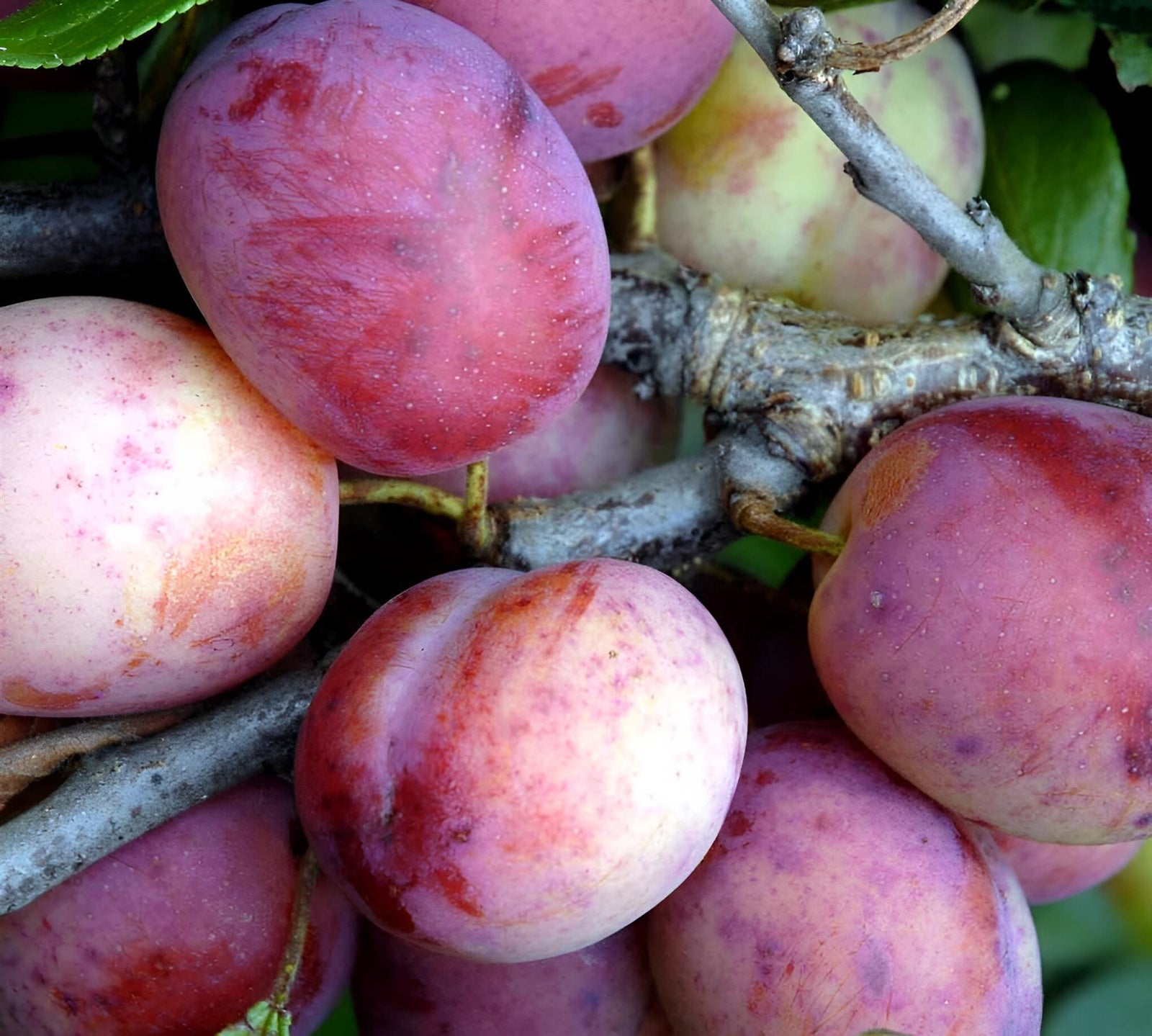 Plums Opal Fruit Tree 6ft Tall Supplied In A 12 Litre Pot