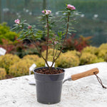 Daphne 'eternal Fragrance' (daphne X Transatlantica) - Long-flowering Fragrant Evergreen | 1 x 5L | Green & Pink