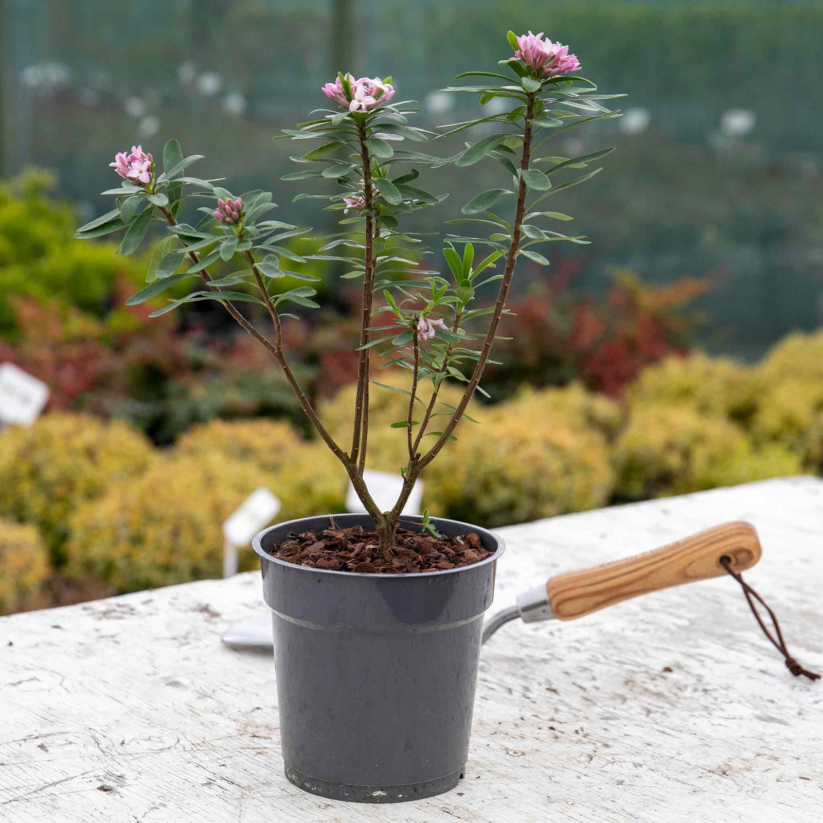 Daphne 'eternal Fragrance' (daphne X Transatlantica) - Long-flowering Fragrant Evergreen | 1 x 5L | Green & Pink
