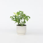 Monstera Minima - Rhaphidophora Tetrasperma - Height 20-30cm - ⌀12cm | Set of 1 | Green