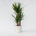 Common Yucca - Yucca Elephantipes - Height 70-80cm - ⌀21cm | Set of 1 | Green