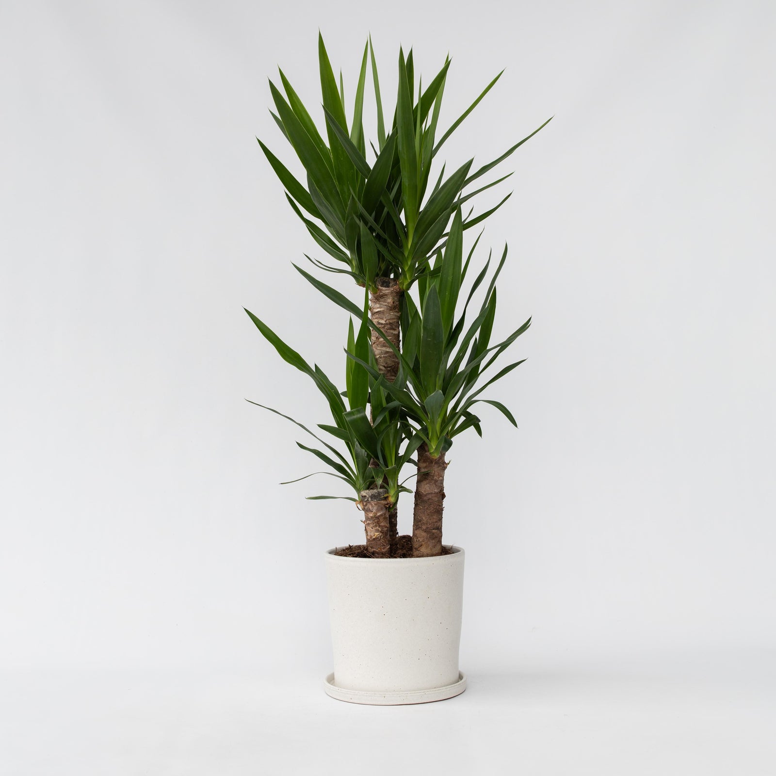 Common Yucca - Yucca Elephantipes - Height 70-80cm - ⌀21cm | Set of 1 | Green