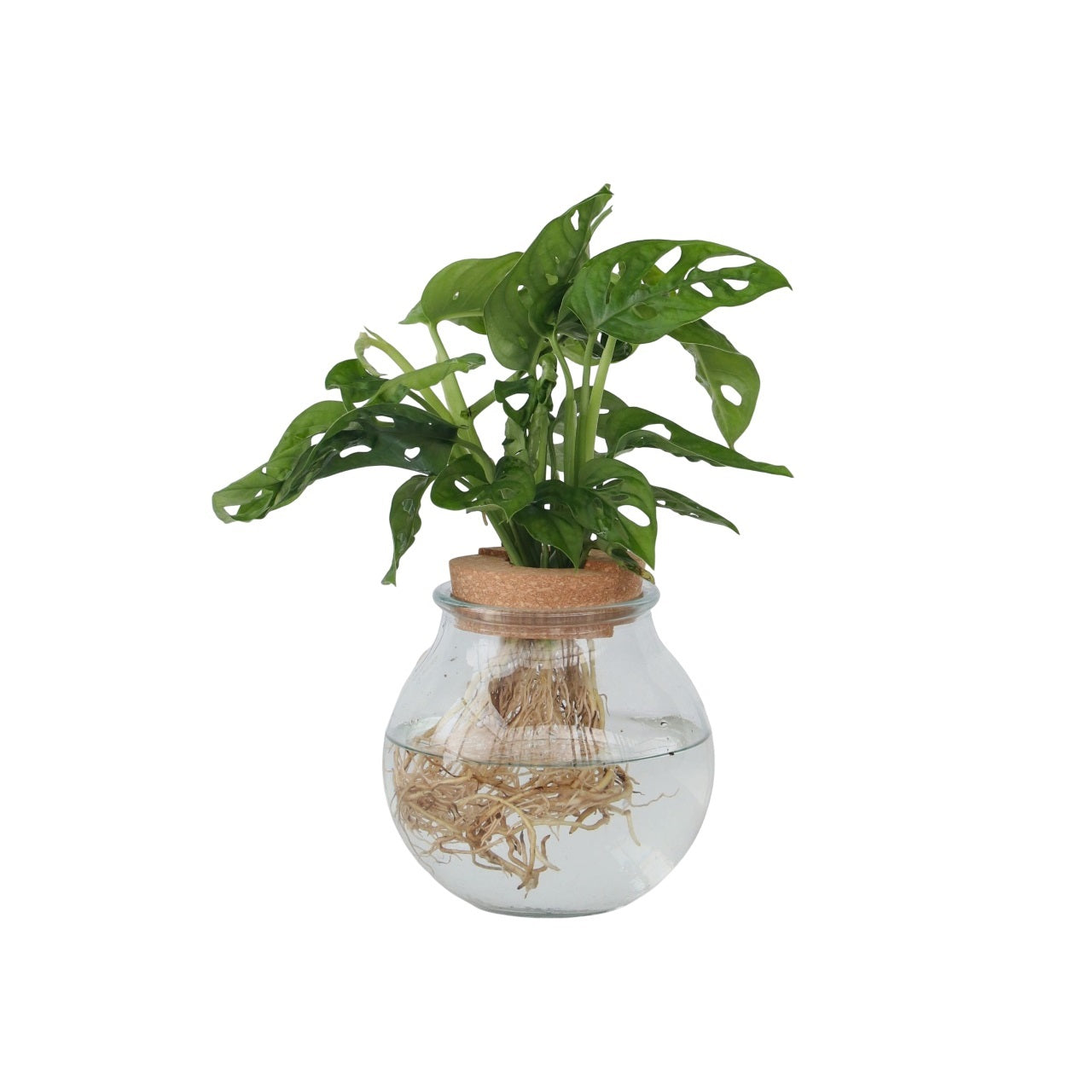 Mini Swiss Cheese Plant - Monstera 'monkey Mask' - Height 25-35cm - ⌀20cm | Set-of-1 | Green
