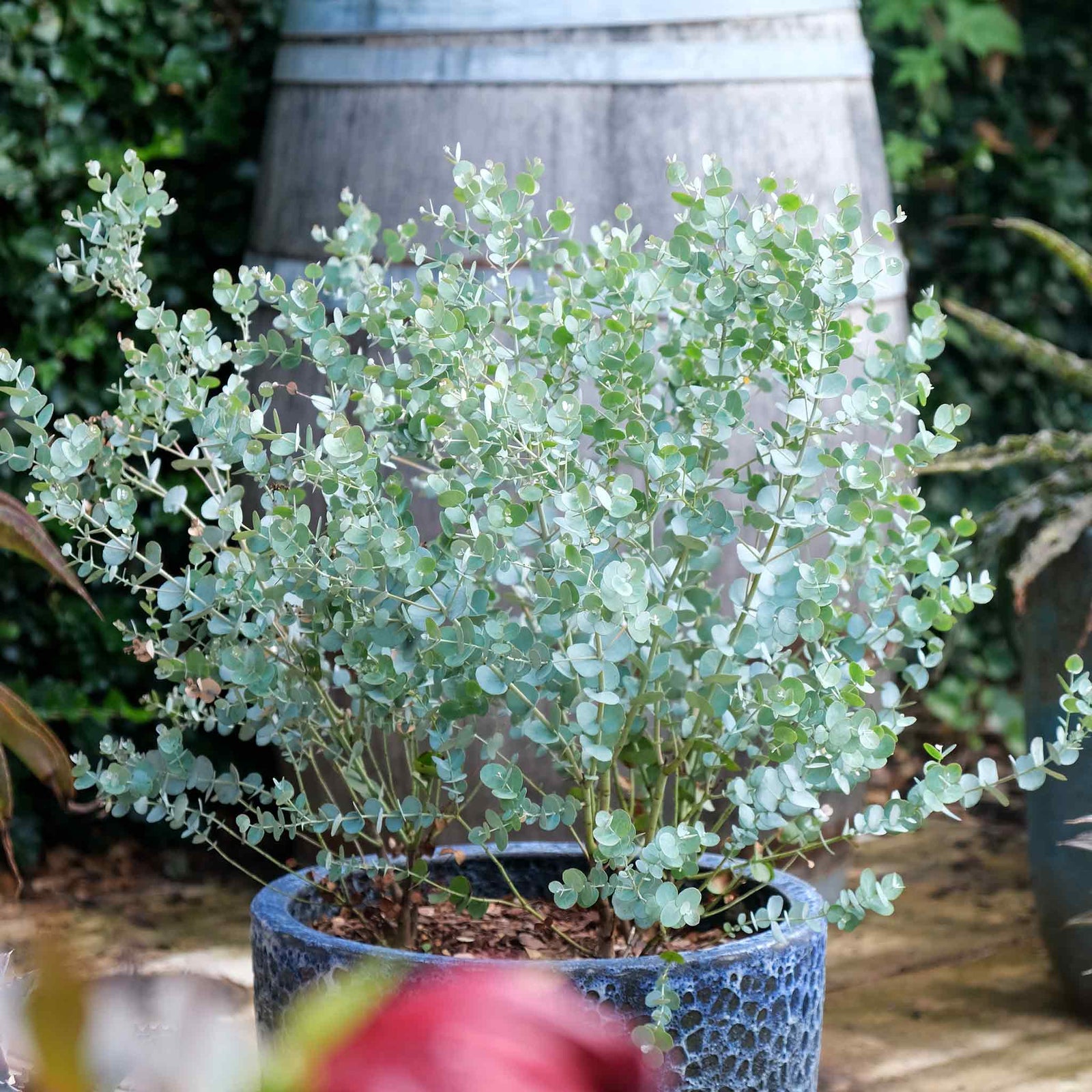 Eucalyptus Gunnii 'azura' Compact Silver-blue Evergreen For Pots And Borders Plant | 1 x 3L | Blue