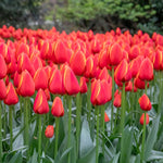 Tulip 'worlds Favourite' | 10 x Bulbs | Orange & Yellow