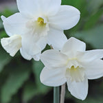 Narcissus Collection Bulbs | Set of 60