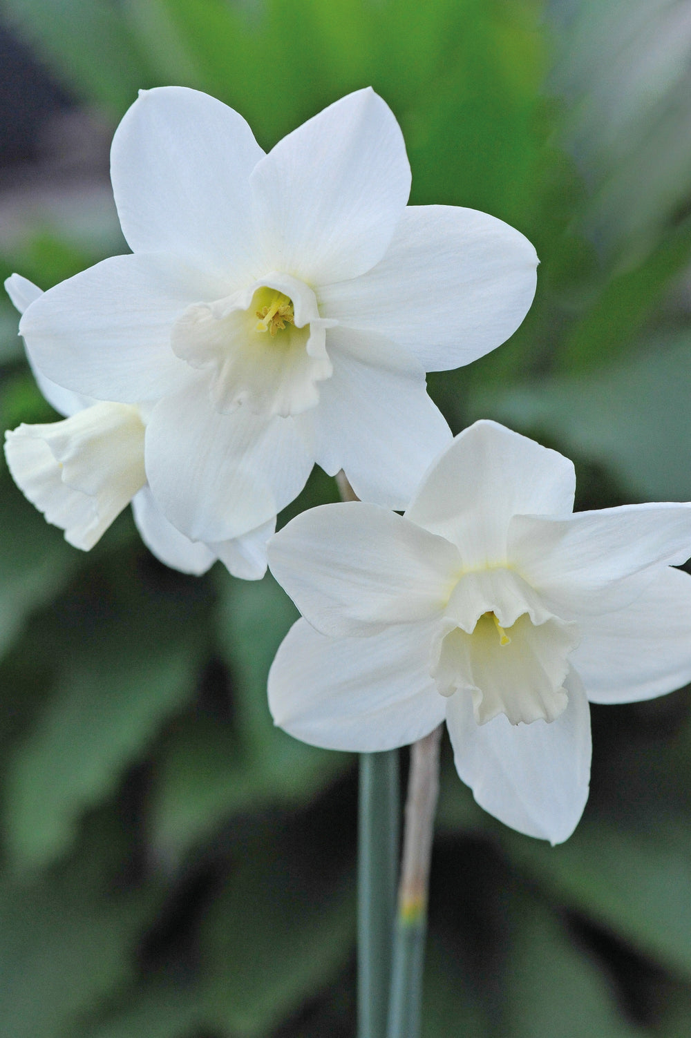 Narcissus Collection Bulbs | Set of 120