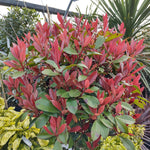 Photinia Standard Red Robin 3 Litre Pot | Set-of-2