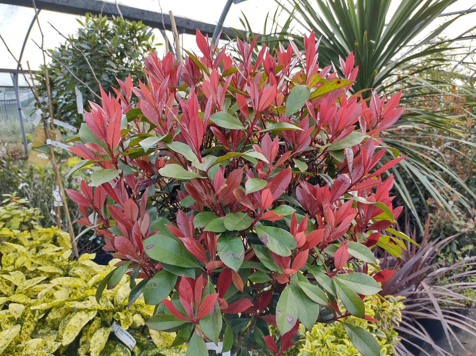 Photinia Standard Red Robin 3 Litre Pot | Set-of-1